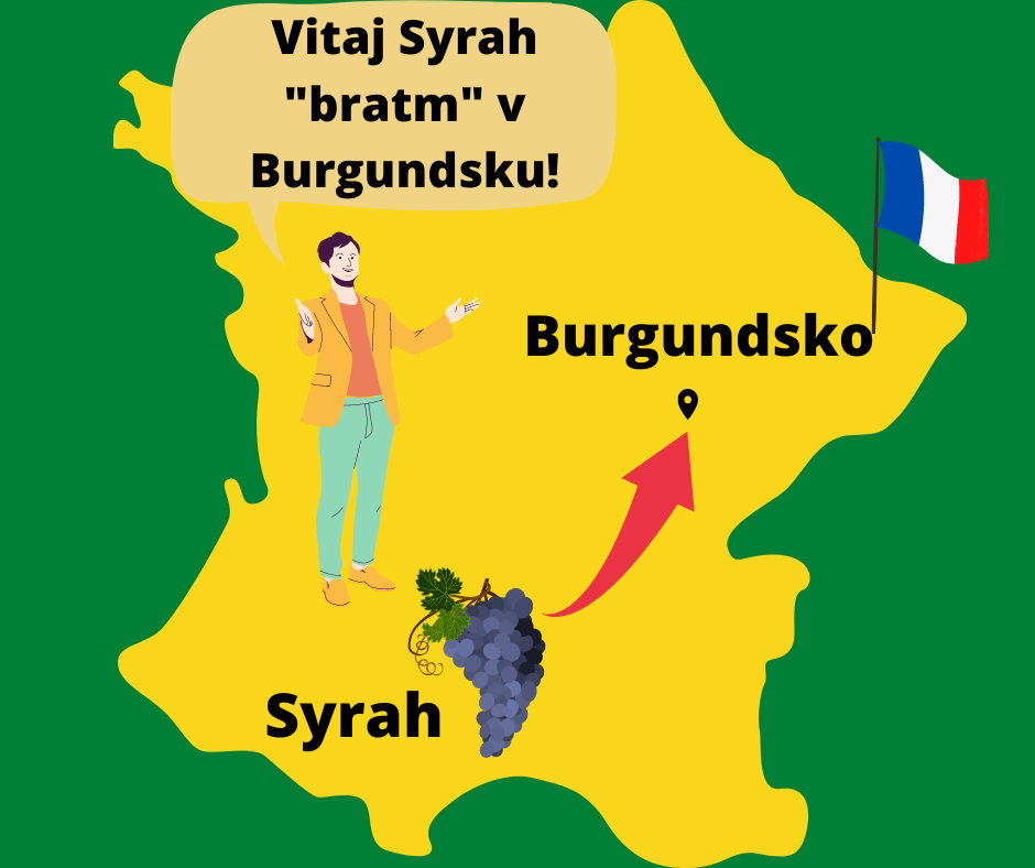 Burgundsko - Pinot noir vs Syrah