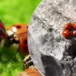 Avlet og sluppet fra fly: Etter gresshopper angripes Ukraina av