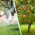 Bladlus vil aldri mer røre epletrær: en effektiv løsning med