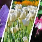 Ekspert navngir 7 planter som er verdt å plante i