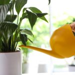 En fredelig lilje vil slutte å gulne og gjenopplive på