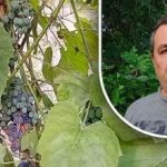 Et enkelt triks for en god høst: en gartner avslører