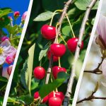 Gartnere har kåret 8 trær som ikke bør beskjæres om