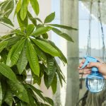 Hvordan beskjære et pengetre: gartnere avslørte hemmelighetene til omsorg