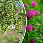 Og du trenger ikke værmelding: Hvilke planter forutsier regn?